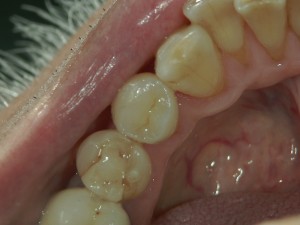 文京区の歯医者、高橋歯科クリニック文京