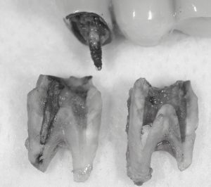 文京区千石茗荷谷の歯医者