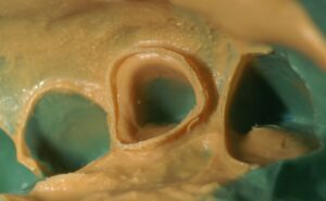 文京区豊島区茗荷谷千石髙橋歯科クリニック文京